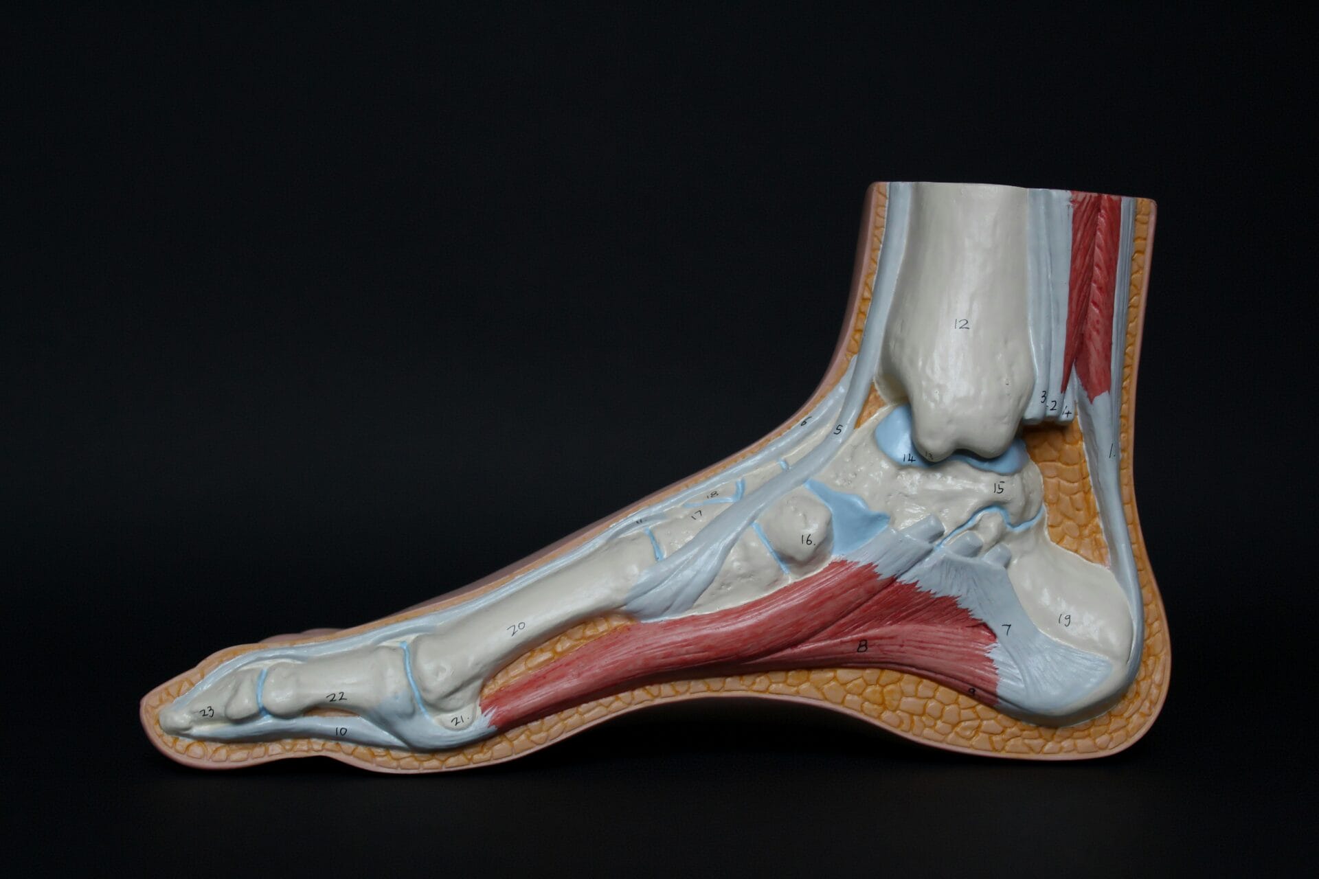 Shockwave Therapy for Plantar Fasciitis and Achilles Tendon Pain: A Game-Changer in Pain Management